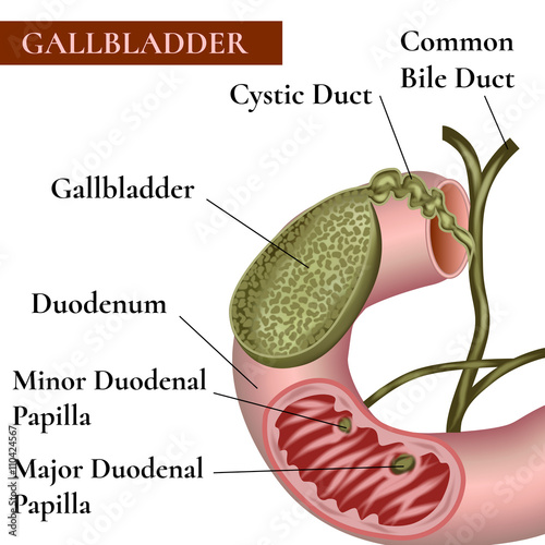 Gallbladder. Bile duct. Duodenum. photo