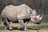 Black Rhinoceros or Hook-lipped Rhinoceros (Diceros bicornis)