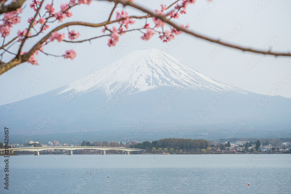 Fuji mountain with sakura