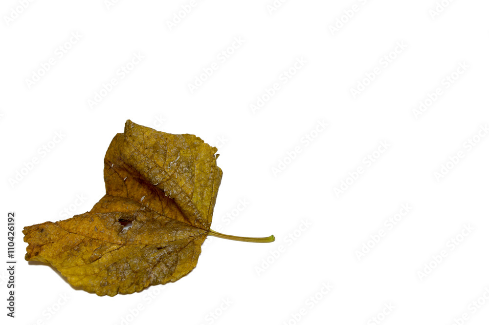 Fototapeta premium Leaves white background.