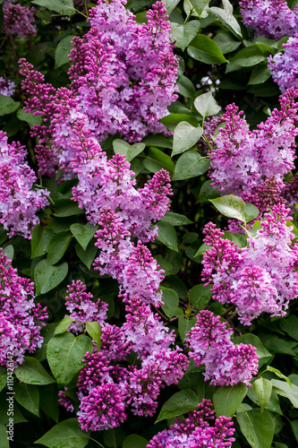 The lilac flower.  with vertical green background. photo