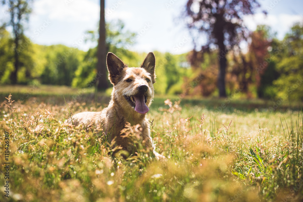 Jack Russell Terrier Dog Summer In Park Green Blue Sky