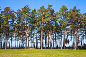 Fototapete Bäume Kiefern an der Ostseeküste  © evannovostro