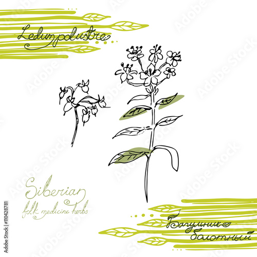 Siberian folk medecine herbs vector set. Botanical vector set. Ledum polustre
