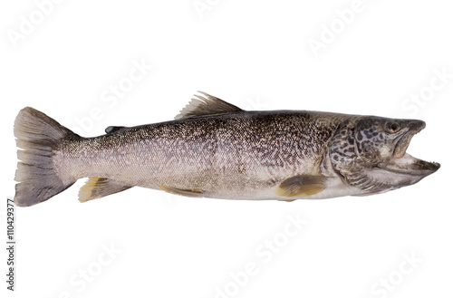 Isolated Marble trout