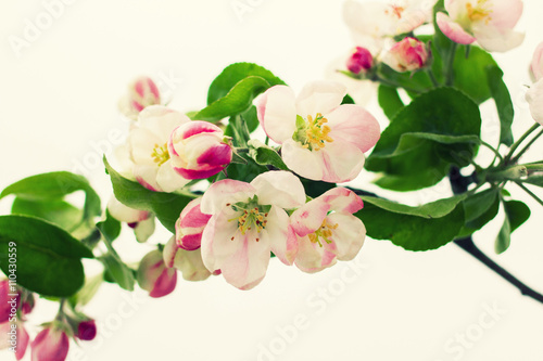 Apple blossom detail on white background