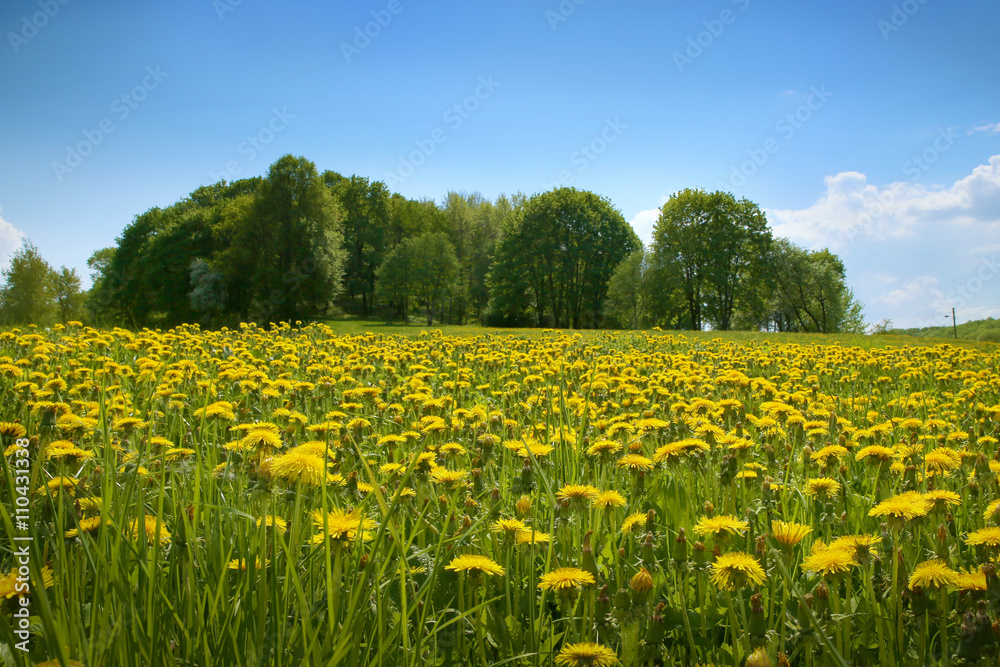Spring landscape with meadow of blossoming dandelions and trees 