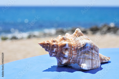 conch on a blue surface on the beach