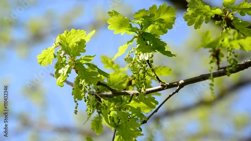 Flowering common oak or pedunculate - Quercus robur