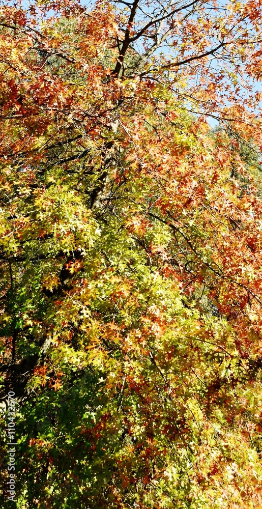 Pin oak with beautiful autumn colors leaves Pin oak with beautiful autumn colors leaves