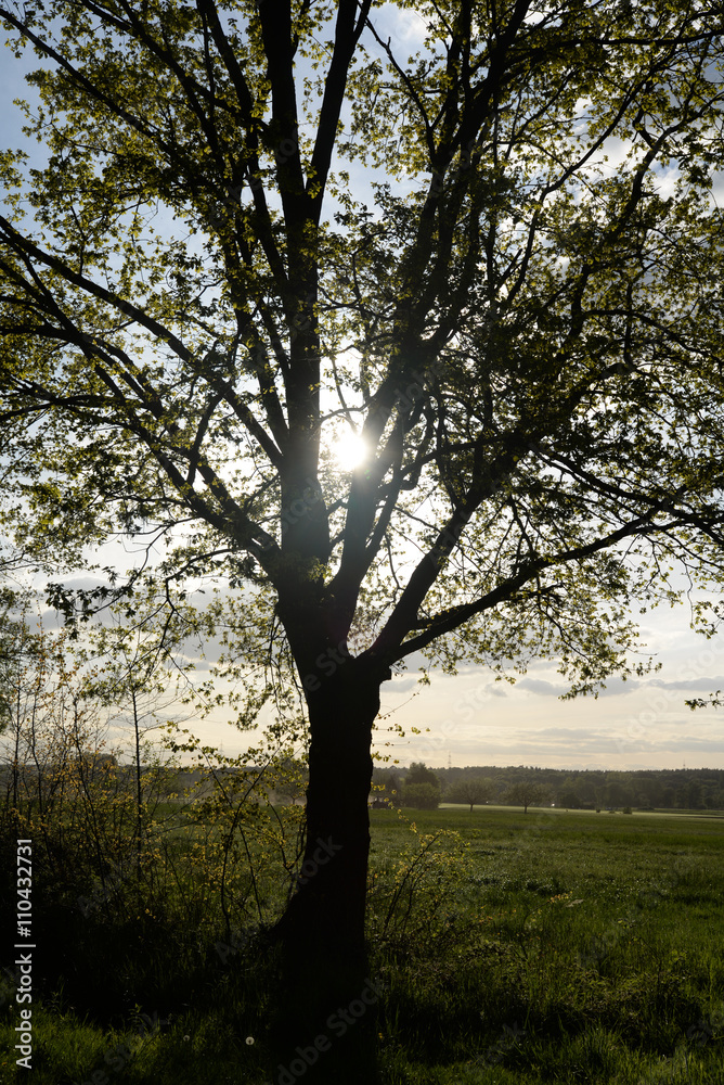 Weg im Gegenlicht