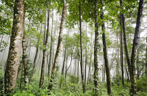 Fototapeta Naklejka Na Ścianę i Meble -  Foggy Forest at Sikkim,India