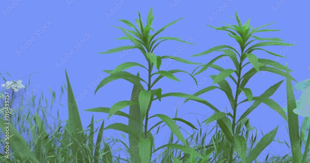 Stalks of Field Grass Wild Small Flowers Plants on a Lawn or Flowered on Blue Screen Sunny Summer Day Green Grass Blades Are Swaying at the Wind