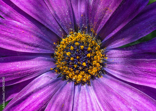 Gerbera Blume lila  violett mit Wassertropfen makro. Bl  te Nahaufnahme mit Sonnenlicht