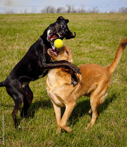 Black dog snarling over tennis ball with beige dog in green field