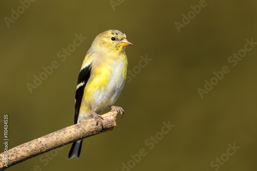 American Goldfinch - Spinus tristis © rtaylorimages