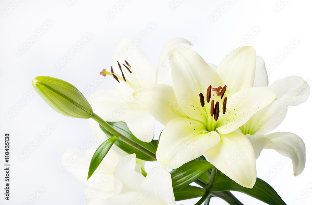 Full White Lily Stem and Flowers