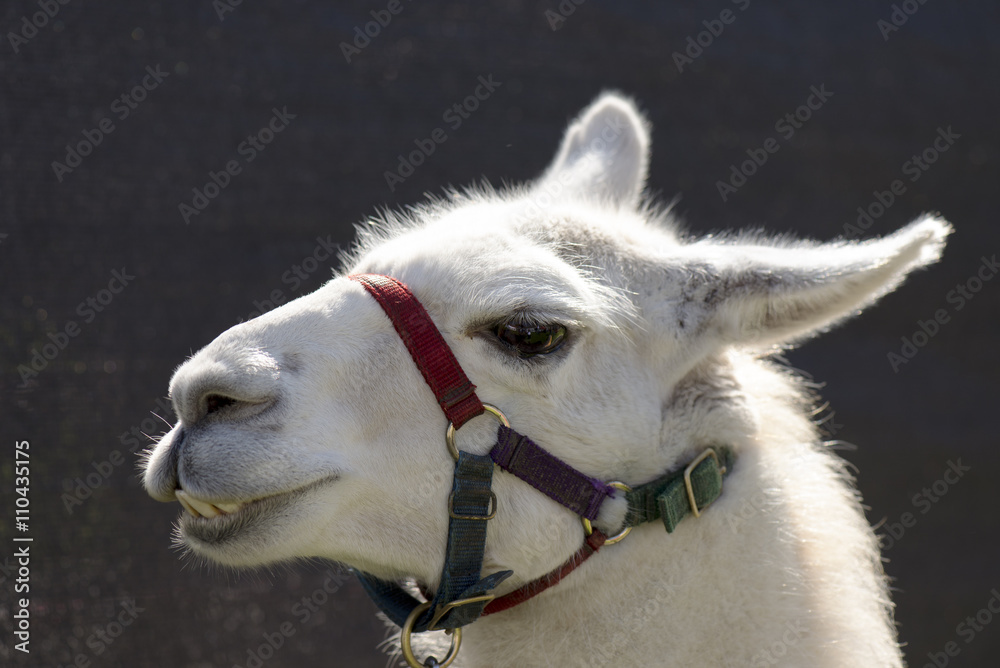 Fototapeta premium Lama