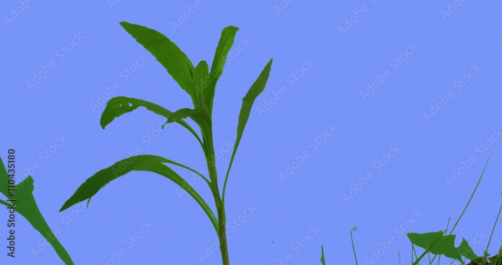 Single Stalk of Field Grass Narrow Long Leaves Plants on a Lawn or Flowered on Blue Screen Sunny Summer Day Green Grass Blades Are Swaying at the Wind