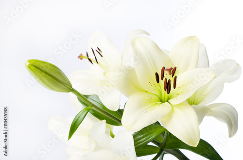 Full White Lily Stem and Flowers