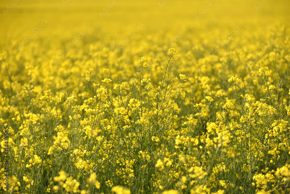Blooming yellow canola field in the summer Blooming yellow canola field in the summer