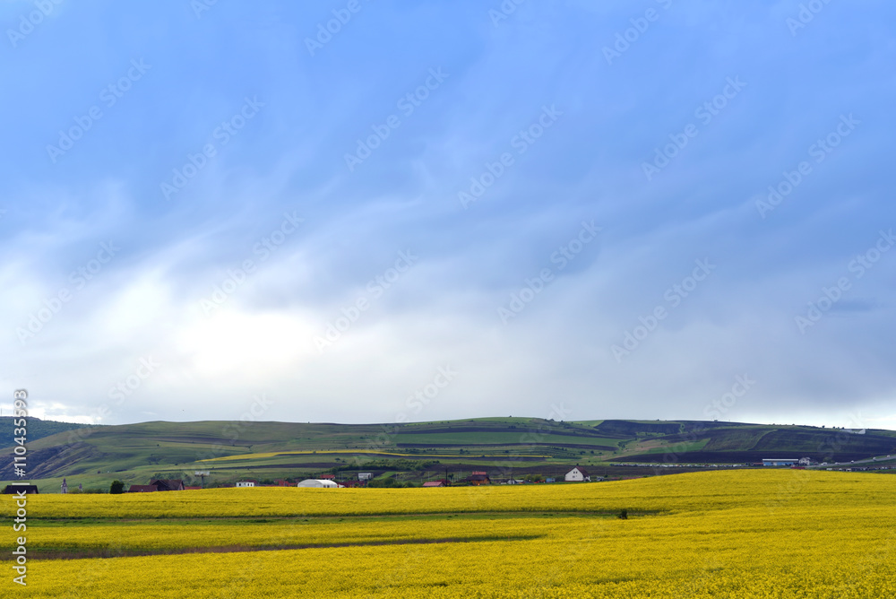 Yellow canola field against blue sky