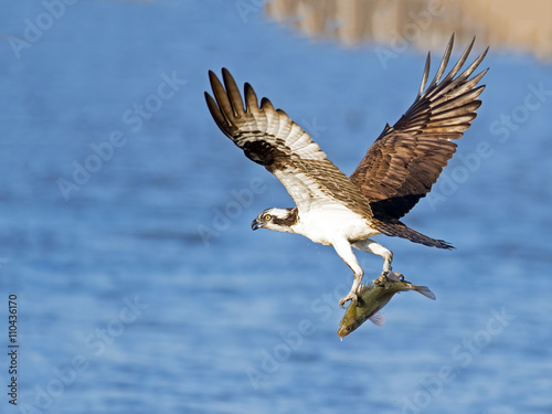 Osprey in Flight with Large Fish © Brian E Kushner