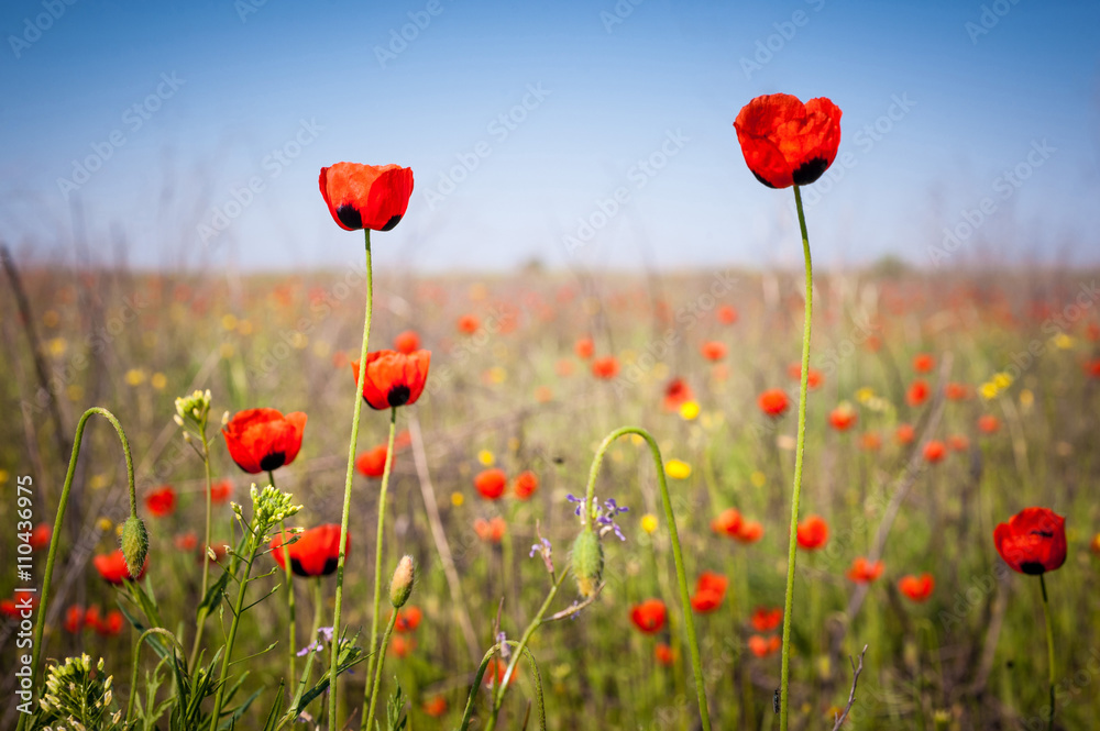 Obraz premium Wild red poppies.