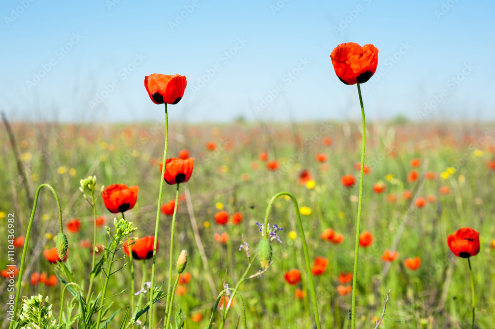 Obraz premium Wild red poppies.