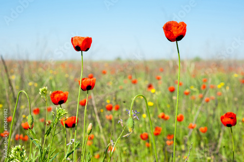 Wild red poppies.