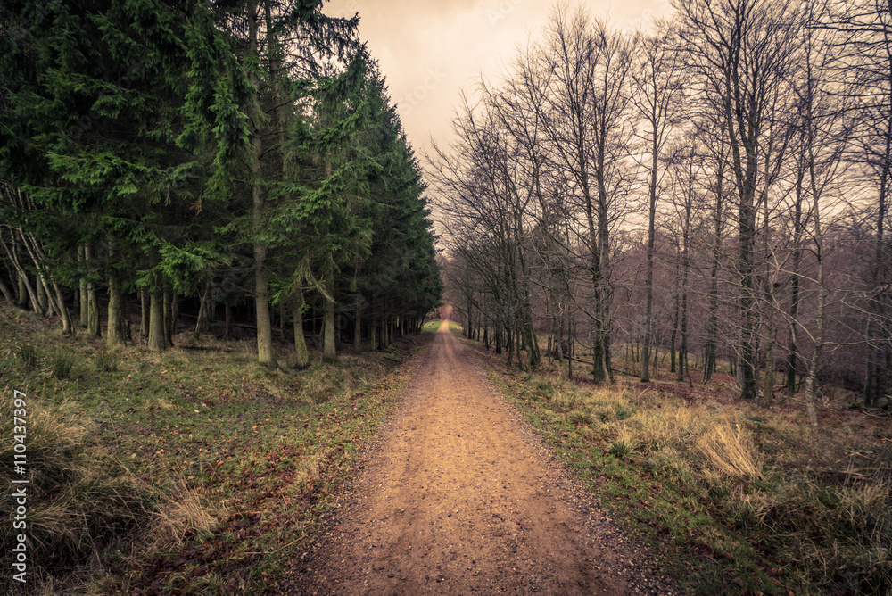 Obraz premium Road in a forest at dawn