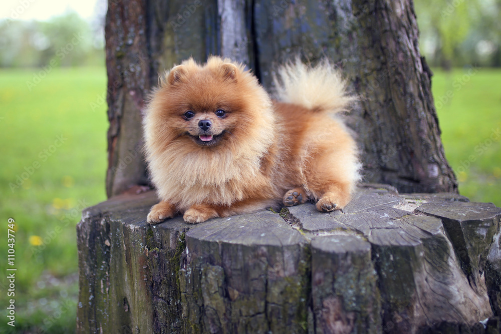 Pomeranian dog on a walk. Dog outdoor. Beautiful dog Pomeranian dog on a walk. Dog outdoor. Beautiful dog