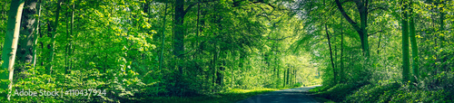 Forest in green colors with a road © Polarpx
