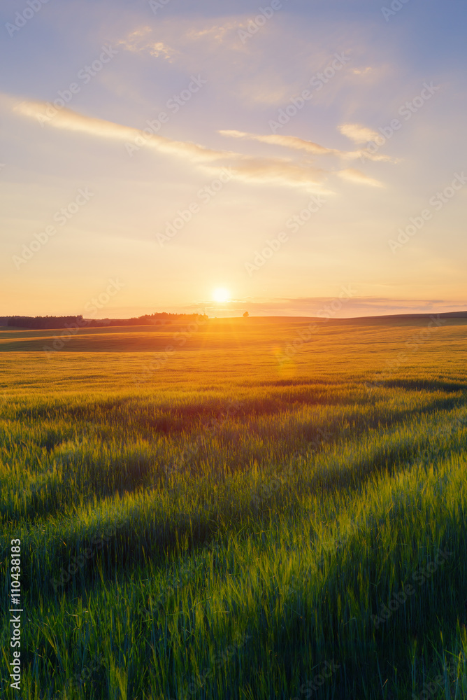 Green field against summer sunset