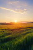 Green field against summer sunset