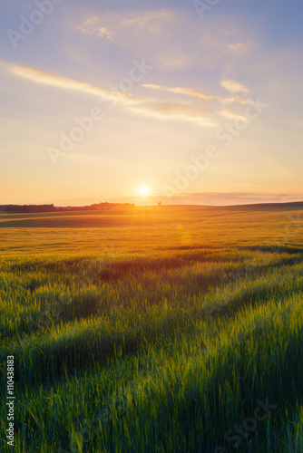 Green field against summer sunset