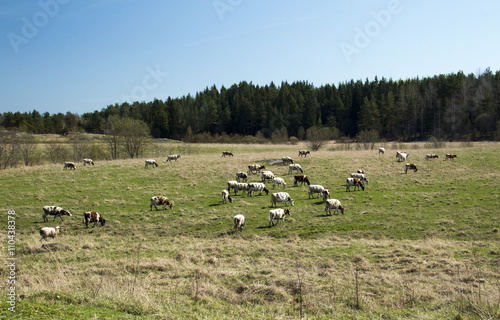 Стадо коров на выпасе © oriolegin11