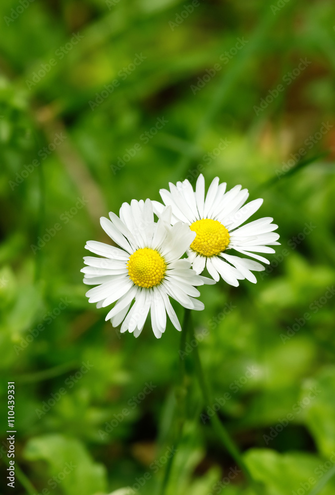 Two daisy flowers on green grass background. Isolated flowers. Two daisy flowers on green grass background. Isolated flowers.