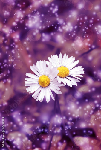 Magic spring daisies on the lawn on a sunny day  blurred pink and purple bokeh  background   texture. Magic lights effect. Chamomile flowers
