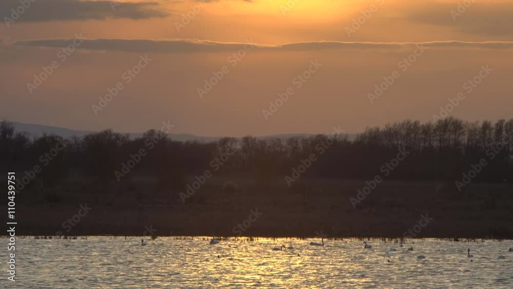 Swans Swim and Feed at Sunset, Golden Glow Lake Water, Birds Silhouette Swans Swim and Feed at Sunset, Golden Glow Lake Water, Birds Silhouette
