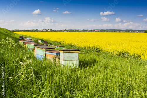 Apiary put the blooming rape field.