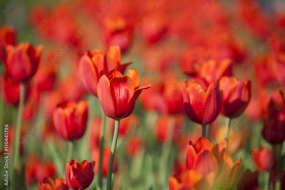 Beautiful red fresh tulips. Nature spring background