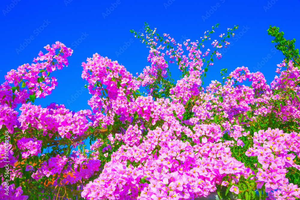 Bougainvillea Bougainvillea