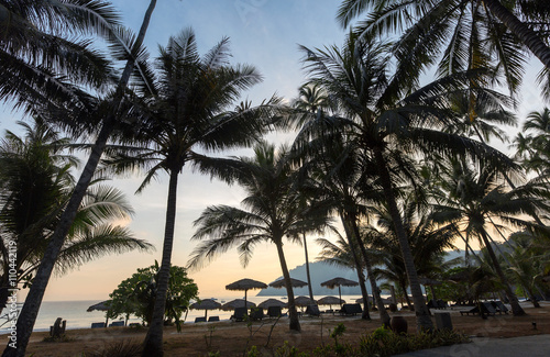 Silhouette von Palmen während des Sonnenunterganges