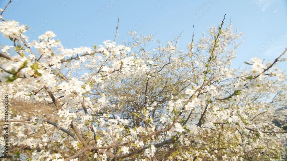 Blossom plum tree branch. Slow motion, camera pan. Blossom plum tree branch. Slow motion, camera pan.