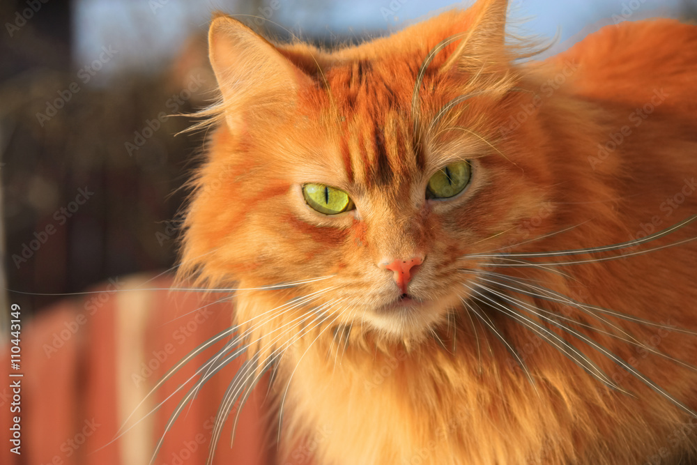 Red cat with green eyes