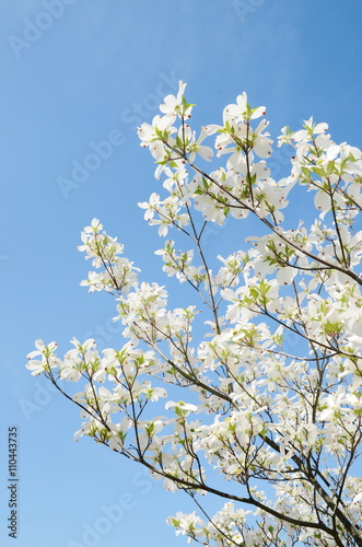 Bild auf Leinwand white dogwood tree