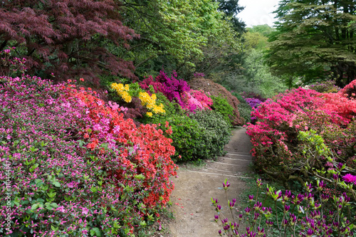 Azaleas in Full Bloom