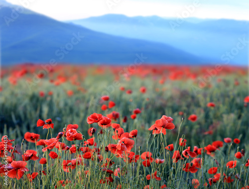 red poppies flowers in mountains © Pavlo Klymenko