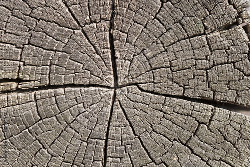 Old wood with cracks and cracked wood board.